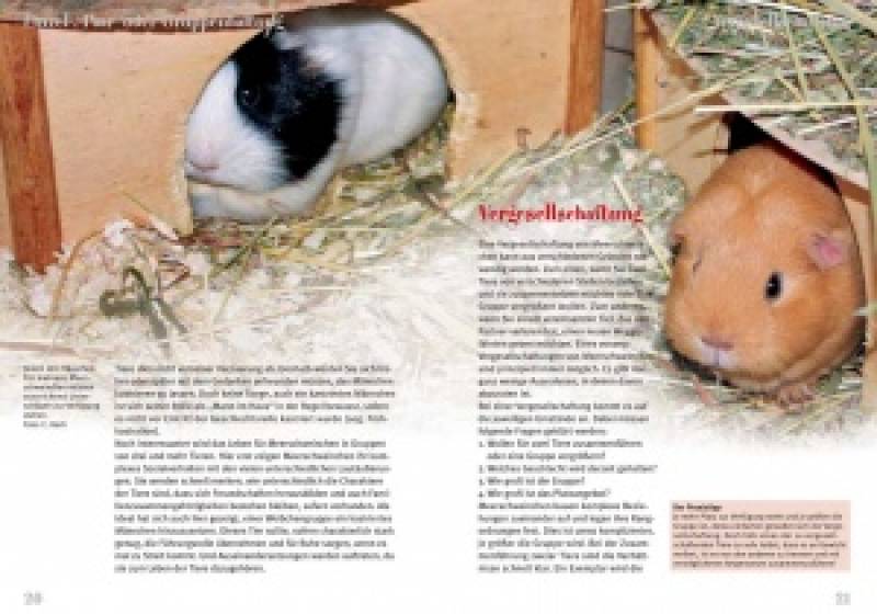 Preview: Meerschweinchen